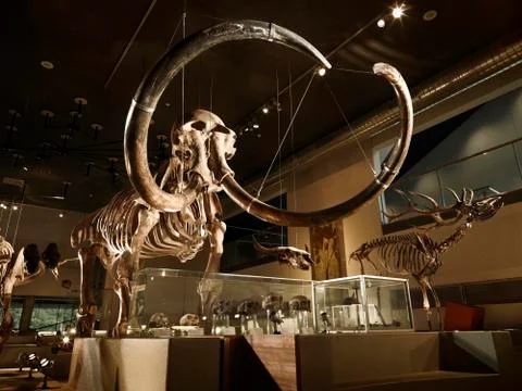 Large mammoth skeleton in museum with backlight Stock Photos