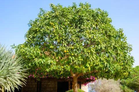 A large mandarin tree grows in a beautiful garden 库存照片