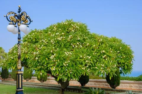 A large mandarin tree grows in a beautiful garden Stock Photos