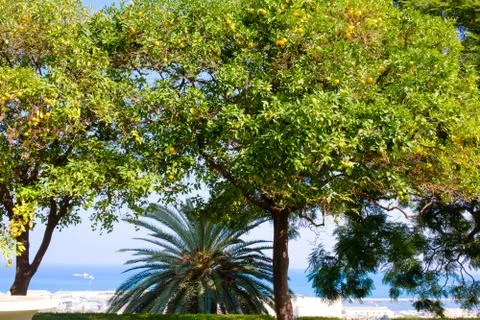 A large mandarin tree grows in a beautiful garden Stock Photos
