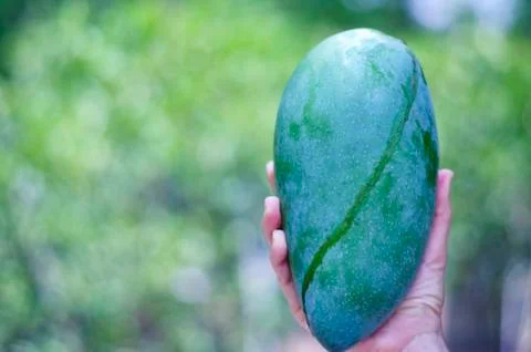 Large mango. The fruit is large compared to female palms. Stock Photos