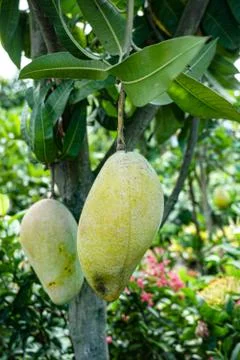 Large mango rows in the mango garden. Mango is a favorite of all. Stock Photos