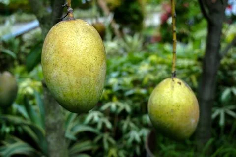 Large mango rows in the mango garden. This is a business garden. Stock Photos
