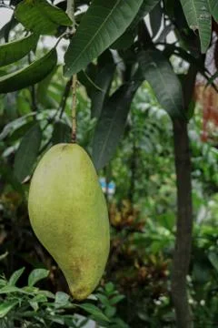 Large mango rows in the mango garden. This is a business garden. Stock Photos
