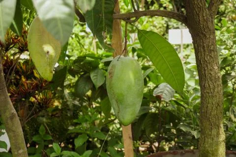 Large mango rows in the mango garden. This is a business garden. Stockfoto's