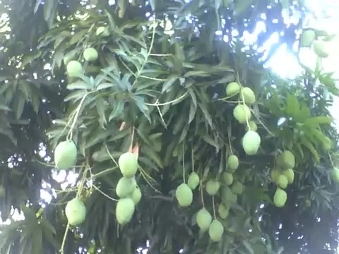 A large mango tree, full with fruits, still green Stock Footage 166432440