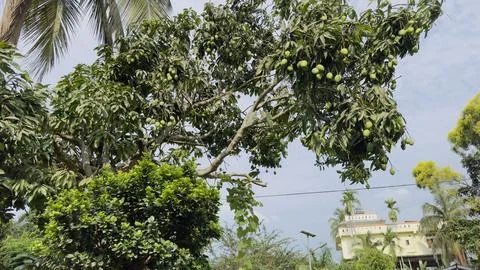 Large mango tree loaded with green raw mangoes in rural orchard Stock Photos