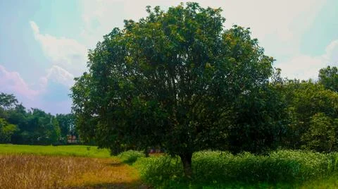 A large mango tree stands with its head held high. Stock Photos