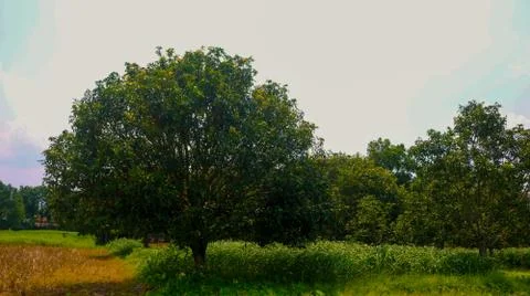 A large mango tree stands with its head held high. Stock Photos