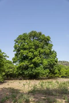 A large mango tree stands in an orchard beneath a rocky hill under a clear .. Stock Photos