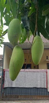 Large Mangoes Stock Photos