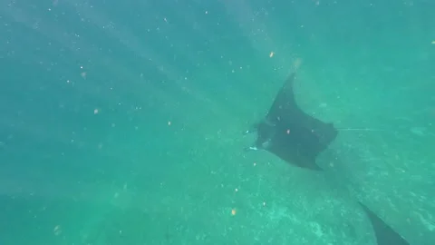 Large manta ray with big wingspan gliding through fast, strong underwater Stock Footage 233600891