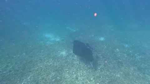 Large manta ray gracefully flapping wings and swimming in fast, underwater Stock Footage 233600842