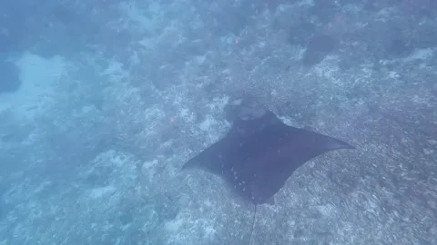 Large manta ray visiting cleaning station on coral reef at Flores Island Stock Footage 233600879