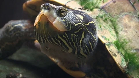 Large map turtle on river bottom closeup on head Stock Footage 93238452
