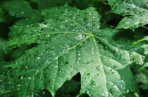 Large maple leaf. Maple leaf with drops after rain. Stock Photos