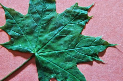 Large maple leaf on a pink background. Background, texture design. Stock Photos