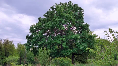 Large maple tree Stock Footage 130597117