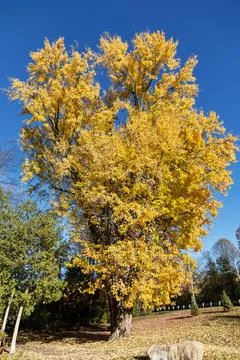 Large maple tree with yellow autumn leaves in Ottawa park 库存照片