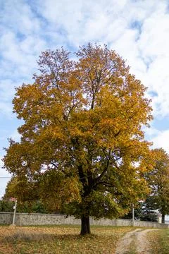 A large maple tree with yellowed leaves Stock Photos