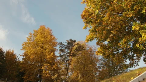 Large maple with yellow and orange leaves on a blue sky background Stock Footage 96279593