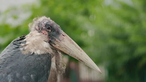 Large marabou stork with mottled head and curved beak standing still on a grassy Stock Footage 313157152