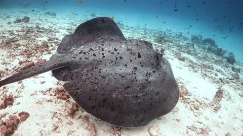 Large marble ray swims away from the camera Stock Footage 130238796
