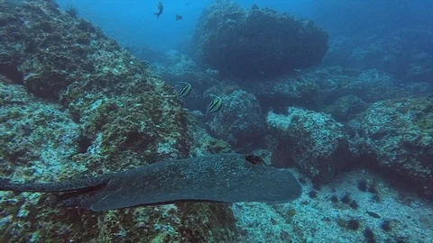 Large Marble Ray Swims over Rock Outcropping 스톡 동영상 128610497