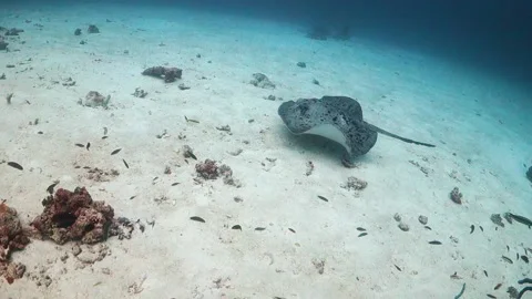 Large marble ray swims over sand with divers in the background Stock Footage 130238869