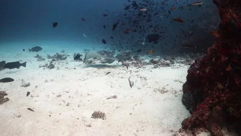 Large marble stingray swims to camera and turns Stock Footage 130238874