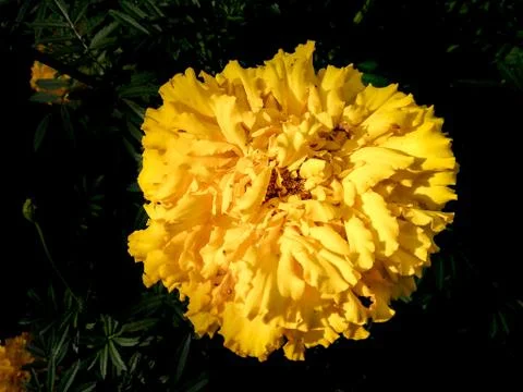 Large marigold bud. Фото