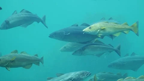 Large Marine Fish Gliding Through Clear Aquarium Tank 스톡 동영상 337153420