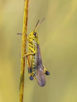 Large marsh grasshopper perched on grass Stock Photos