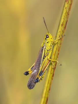 Large marsh grasshopper perched on grass Stock Photos