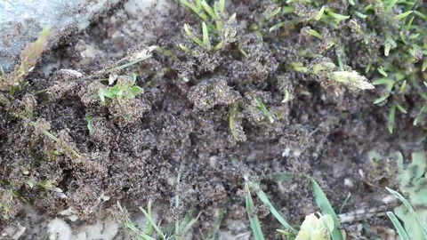 Large mass of black ants in grass Stock Footage 88597945