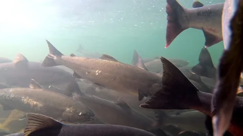 Large mass of coho salmon in surface water of river Stock Footage 320979312