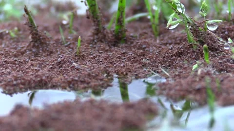 Large mass of red ants floating on water and clinging to grass Video stock 48269625