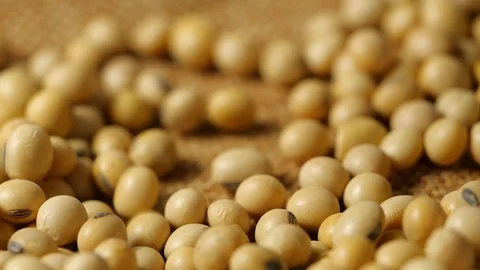 Large mass of soy beans dropping in slow motion Stock Footage 113595121