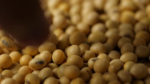 Large mass of soy beans dropping in slow motion Stock Footage 113595151