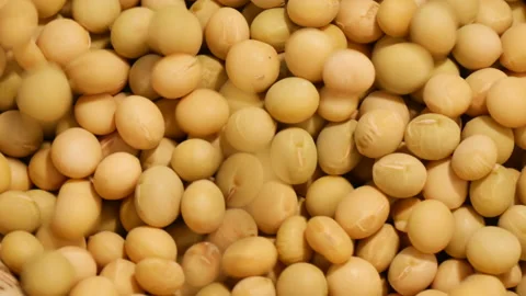 Large mass of soy beans turning Stock Footage 162592041