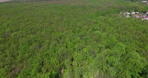 Large massif of green trees forest on sunny summer daytime Stock Footage 211817793