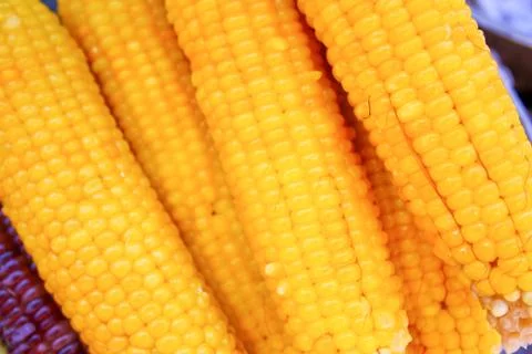 Large, mature corn ears of corn sugar. Stock Photos