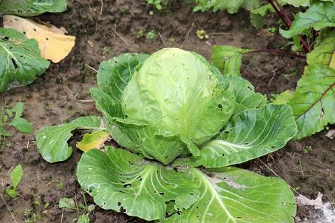 A large, mature head of white cabbage with snail-gnawed leaves Stock Photos