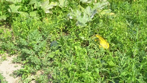 A large mature squirrel sows on the ground. sun warm day. bed on the farm Stock Footage 83202931