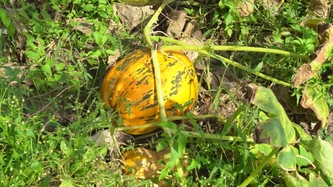 A large mature squirrel sows on the ground. sun warm day. bed on the farm Stock Footage 83205482