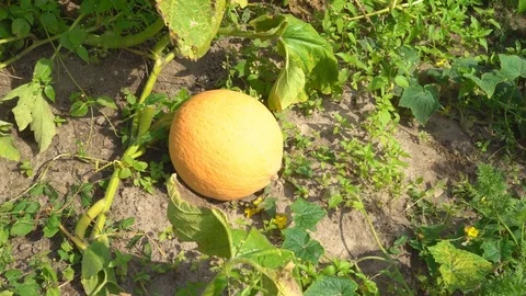 A large mature squirrel sows on the ground. sun warm day. bed on the farm Stock Footage 83205778