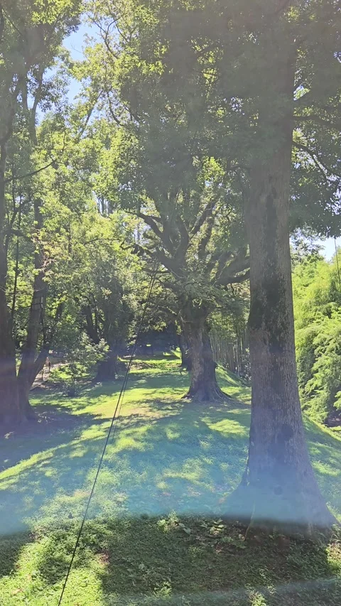 Large mature trees cast long shadows across a green lawn in a peaceful botanical Stock Footage 344886443