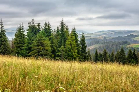 Large meadow with herbs,  trees in mountain area Stock Photos