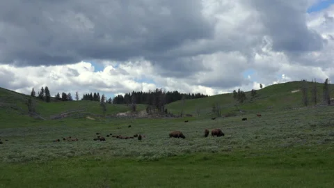 Large meadow in Lamar Valley with small herd of grazing bison, 4K Stock Footage 312071624