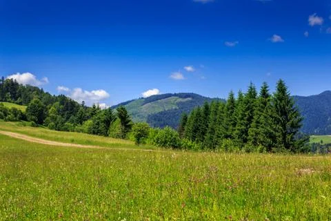 Large meadow with pine trees on the hill Foto stock